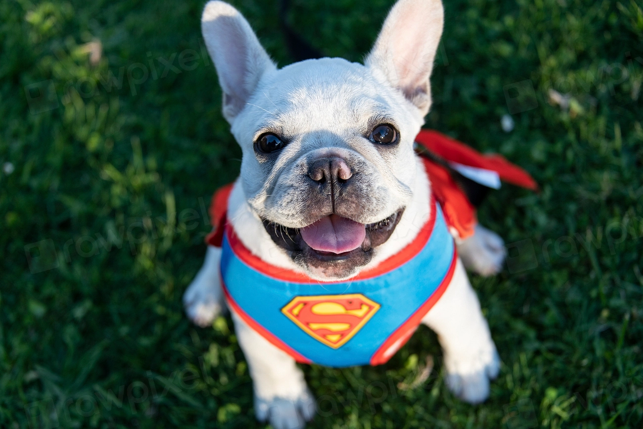 perrito