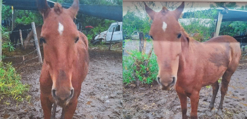 equino-memo-203-2025